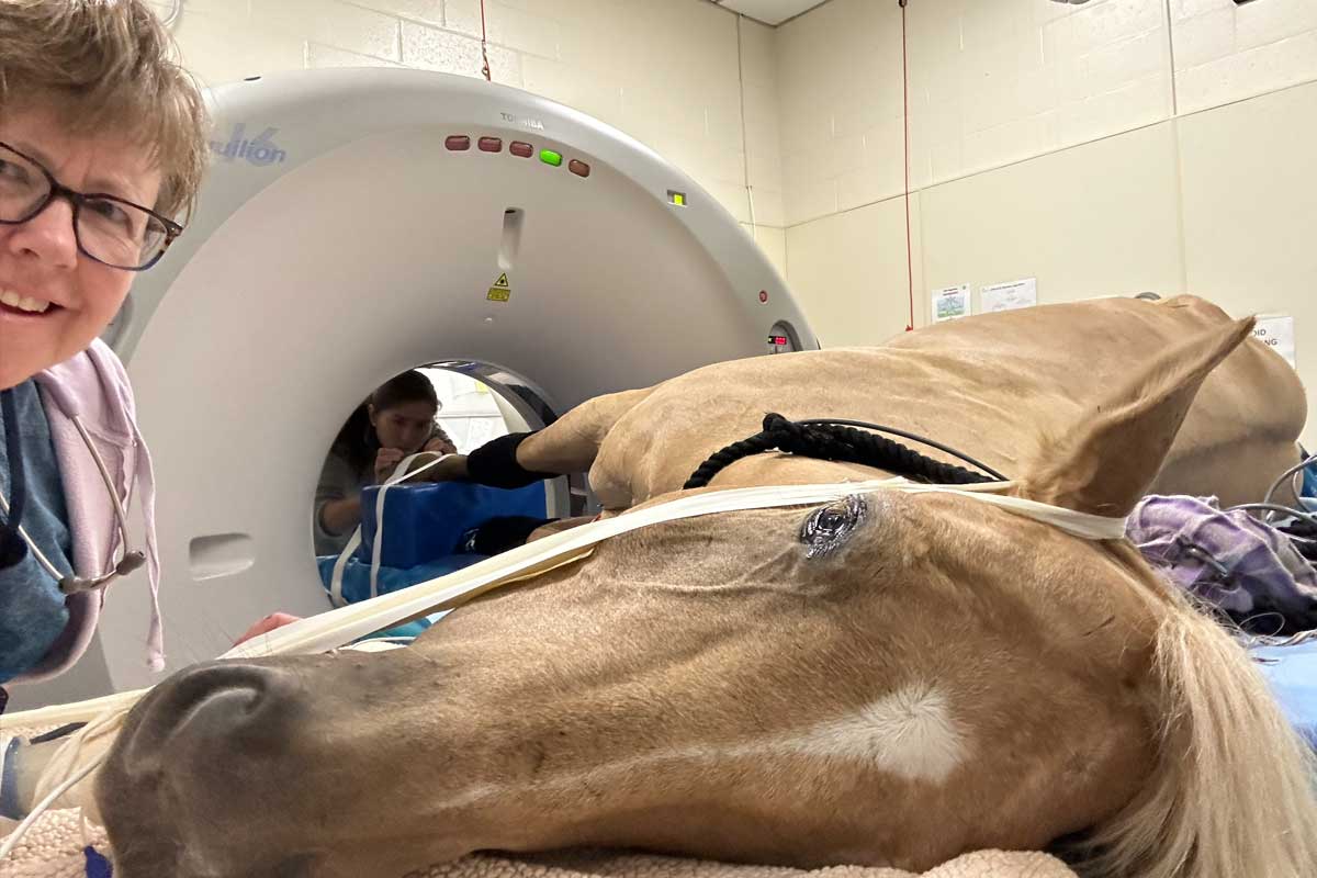 Dr. Bonnie Wright anesthesia on horse for MRI