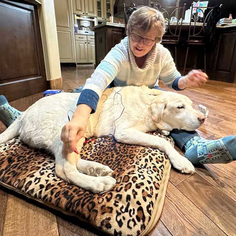 Dr. Bonnie Wright using acupuncture treatment on a dog