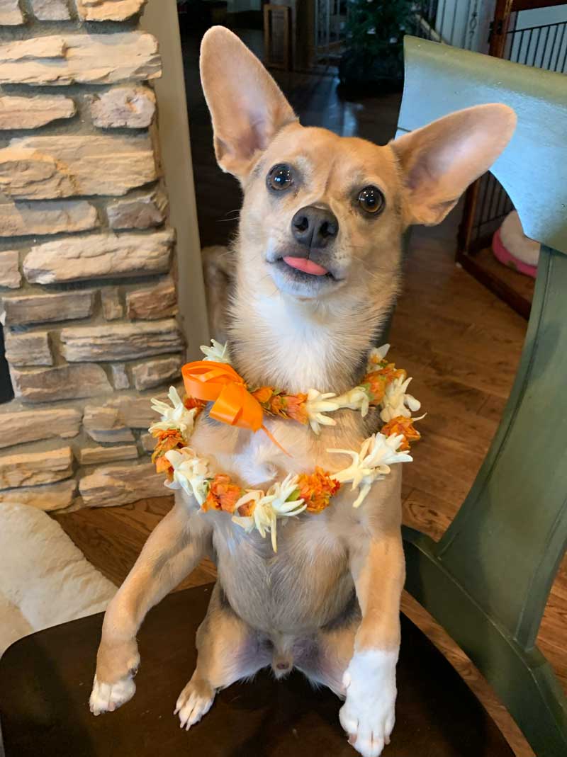 Small dog sitting up while having a lei around its neck