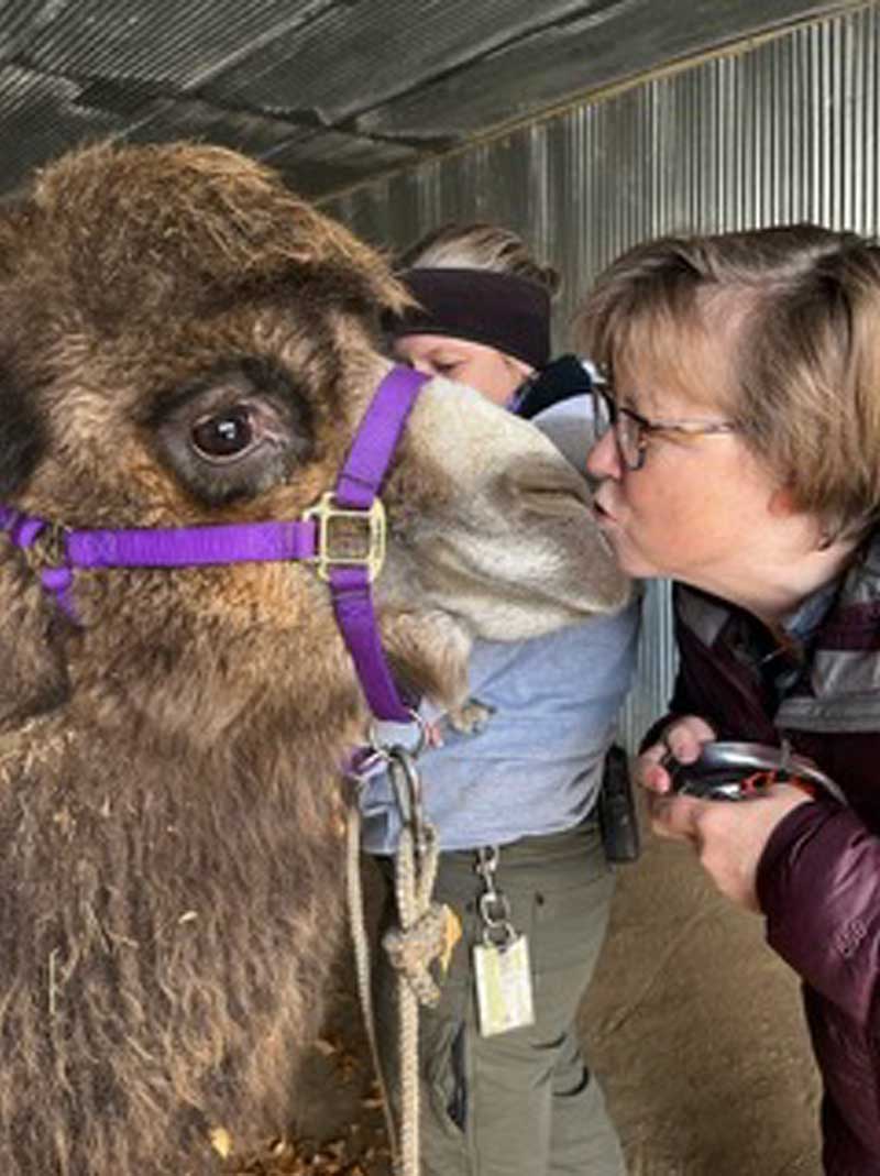 Dr. Bonnie Wright, DVM, DACVAA, with llama