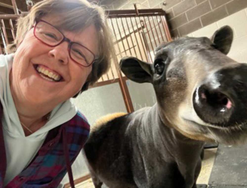 Dr. Bonnie Wright with a Tapir animal at the zoo during acupuncture treatment