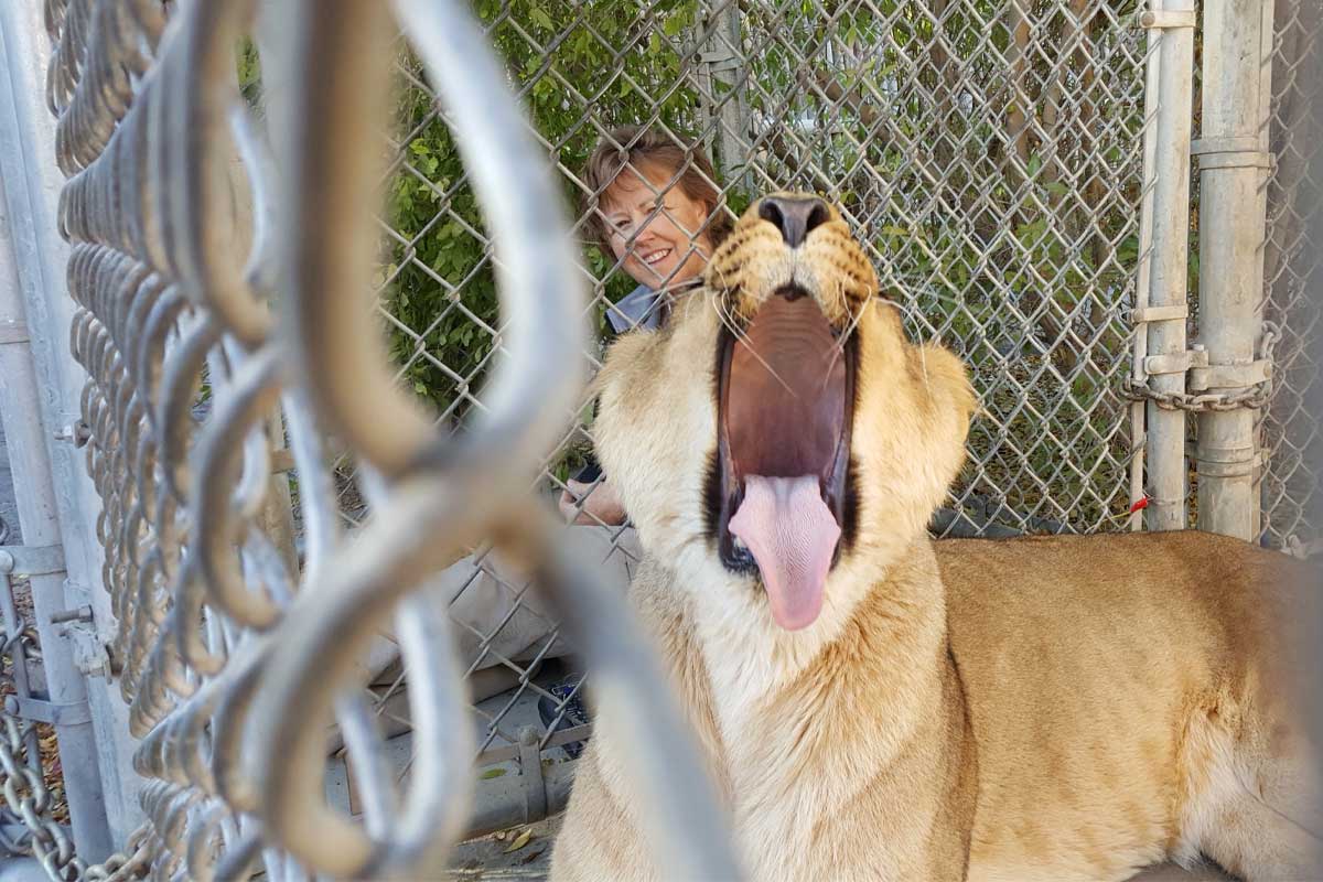 Zoo lion yawning from acupuncture treatment
