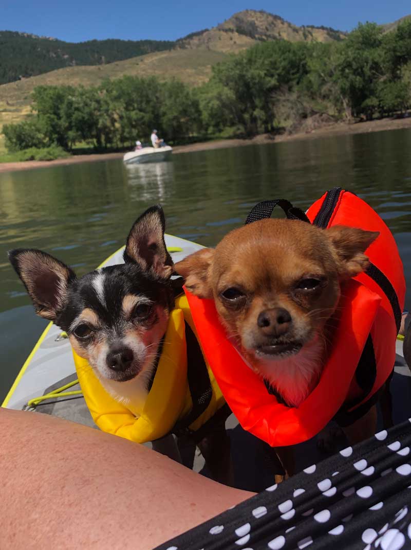 Two small dogs wearing life jackets on a boat