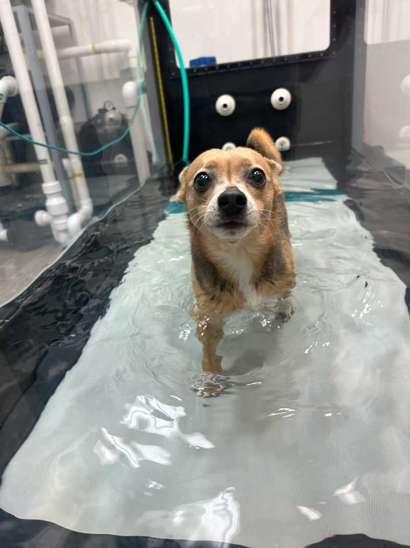 Small dog in water for therapy