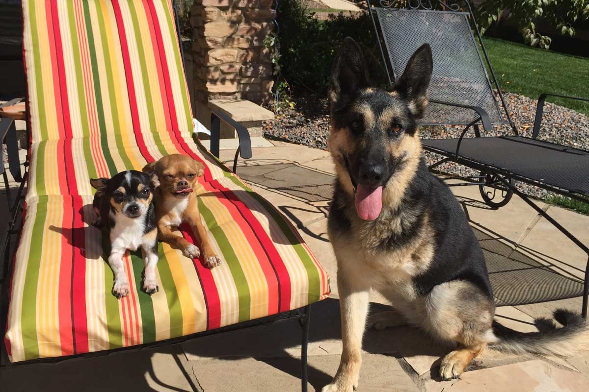 German Shepard, Yaga, with two small dogs